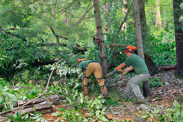 Best Tree Removal  in K I Sawyer, MI