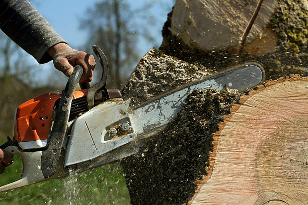 Best Stump Grinding and Removal  in K I Sawyer, MI